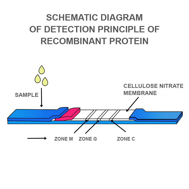 Test Procedure